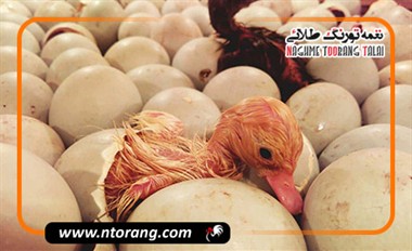 مدیریت تخم‌گذاری اردک؛ راهکاری برای افزایش تولید و سودآوری